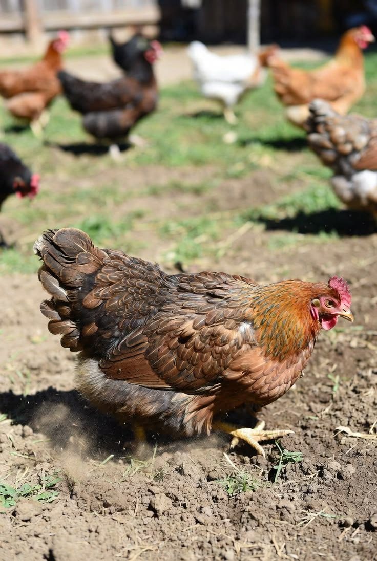 Gallina criada en campo abierto en la granja Valken