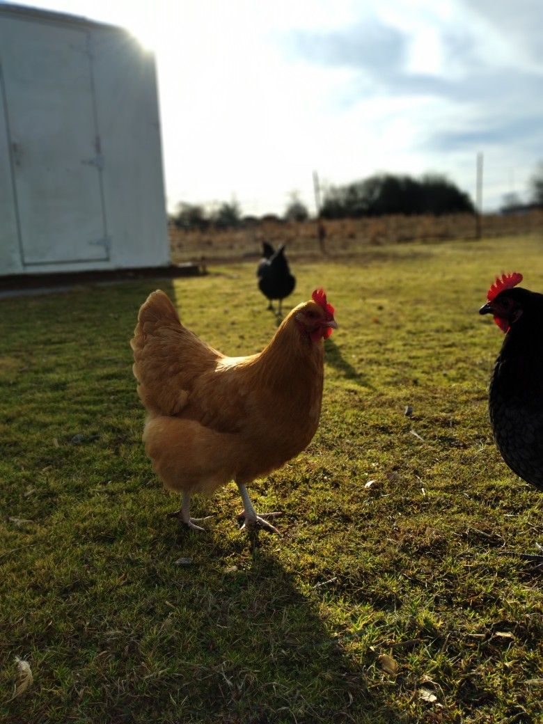 Gallinas y pollitos criados en campo abierto en Valken